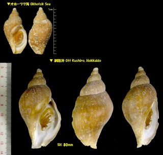 クリイロカミオボラ Volutopsius simplex small