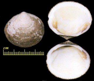 エゾタマキ Glycymeris yessoensis small