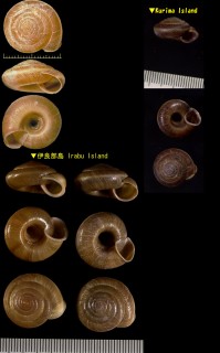 アカマイマイ Aegista oculus small
