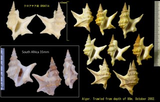 モミジソデ Aporrhais pespelecani small