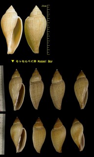 ワタゾコフデボラ Athleta abyssicola small