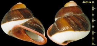 アカマイマイ Acavus haemastoma small