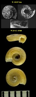 キザミナワメグルマ Pseudotorinia architae small