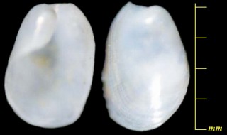 キセワタガイ Philine argentata small