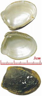 カラフトキララ Acila divaricata vigilia small