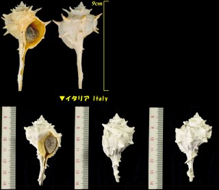 シリアツブリボラ Bolinus brandaris small