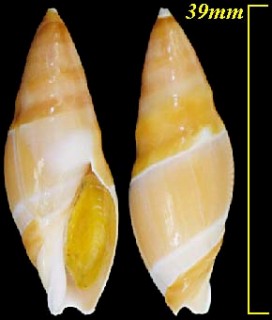 タケノコボタル 筍蛍 Amalda hilgendorfi small