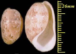 コナツメガイ Bulla punctulata small