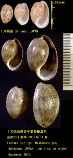 ナツメガイ 棗貝 Bulla vernicosa small