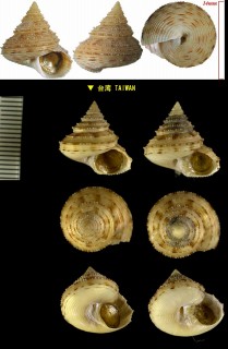 ヘソアキトゲエビス Calliostoma aculeatus soyoae small