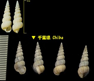 ロウイロカゴメイトカケ Clathroscala cerea small