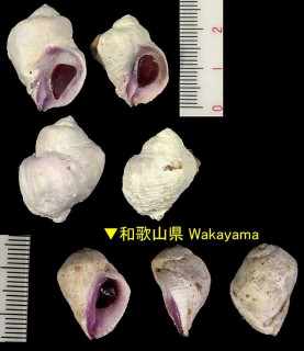 クチムラサキサンゴヤドリ Coralliophila neritoidea small