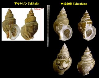 モロハバイ 両刃? Clinopegma unicum unicum small