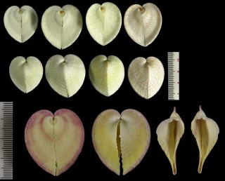 リュウキュウアオイ Corculum cardissa small