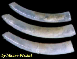 ミジンギリギリツツ類01 Caecum chinense small