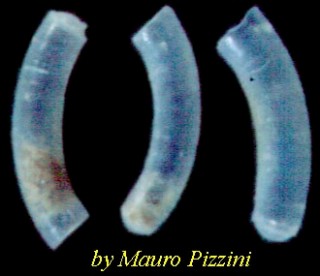 ミジンギリギリツツ類04 Caecum glabrum small