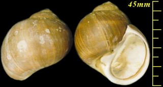 チシマタマガイ Natica janthostoma small