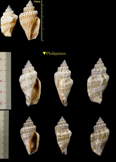 フトスジムカシタモト(ヒダトリガイ) Canarium labiatum small