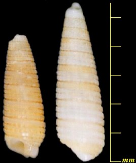 ツヅレナガキリオレ Cautoriphora conferta small
