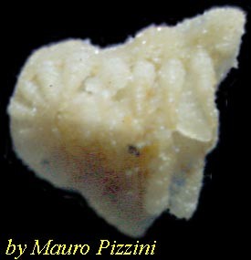 ヒザラガイ類01 Callistochiton pachylasmae small