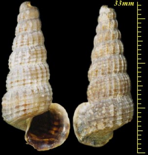 フトヘナタリの一種02 Cerithidea quadrata small