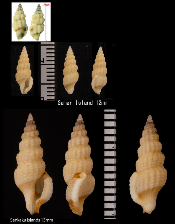 アツクチビルクチキレツブ 厚唇口切小螺 Clathurella crassilabrum small
