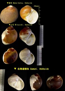 キタタマガイ (コシダカタマ) Cryptonatica russa small