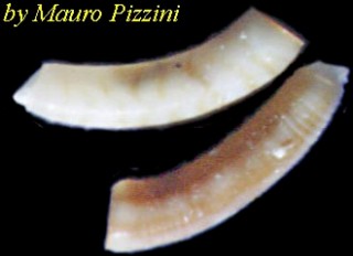ミジンギリギリツツ類06 Caecum trachea obsoletum small