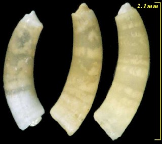 ミジンギリギリツツ類03 Caecum vitreum small