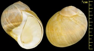 ワッカナイタマガイ Cryptonatica wakkanaiensis small