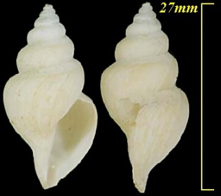 セキトリフデシャジク 関取筆車軸 Daphnella nobilis small