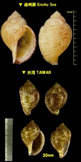 ナシガタミヤシロ 梨形宮代 Eudolium pyriforme small