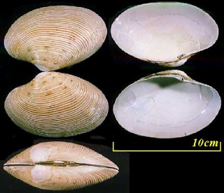 オオスダレガイ Paphia schnelliana small