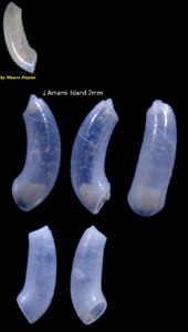アマミミジンツツ Caecum amamiensis small