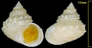 イガギンエビス Ginebis crumpii small