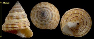 エルドラードエビス Calliostoma gemmosum small