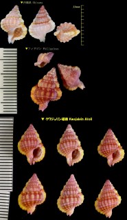 ベニアラレボラ Gyrineum roseum small