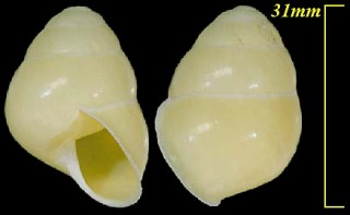 レモンマイマイ Helicostyla leai small