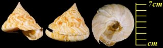 ベニオキナエビス 紅翁戎 Mikadotrochus hirasei small