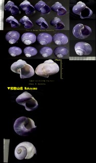 アサガオガイ 朝顔貝 Janthina janthina small