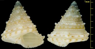 トゲエビス幼貝 木村未詳 001 Calliostoma aculeatus ? small