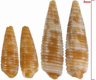 サビキリオレ？ Viriola incisa small