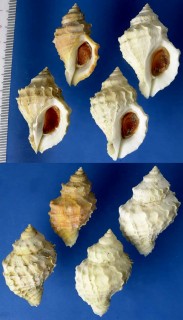 ヒレチヂミボラ Nucella lamellosa small