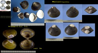 マシジミ Corbicula leana small