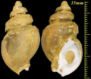 タマゴバイ(老成型) Liomesus ooides small