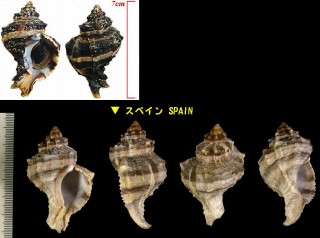 ツロツブリ Hexaplex trunculus small