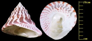 ダルマサラサバテイラ (タカセガイ) Tectus niloticus small