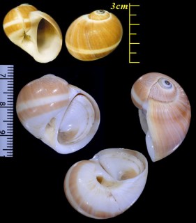 トラダマ 虎玉 Natica vitellus small