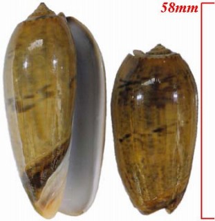 イロガワリマクラの白帯型 Oliva vidua forma albofasciata small