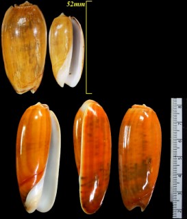 イロガワリマクラの金色型 Oliva vidua aurata small